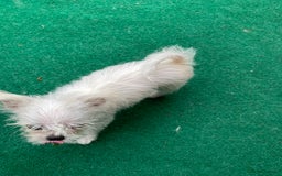 Mixed Breed dogs for sale: Beautiful playfull puppies ready now  - Image 11