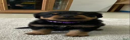 Rottweiler dogs for sale: Champion Bloodline Rottweilers  - Advert 6