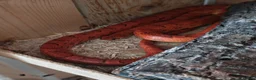 Corn Snake reptiles for sale: A beautiful corn snake in Wellingborough - Advert 3