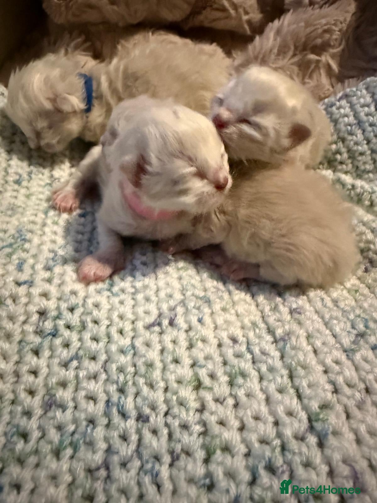 Ragdoll cats Beautiful blue mitted babies available  - Advert 2