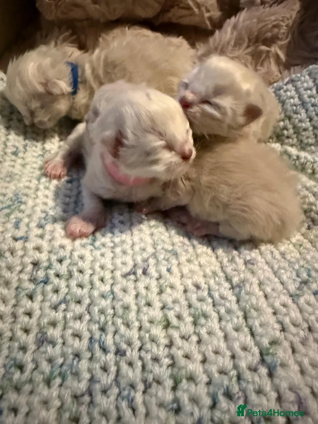 Ragdoll cats for sale: Beautiful blue mitted babies available  - Advert 1