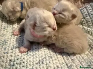 Ragdoll cats Beautiful blue mitted babies available - Advert 2