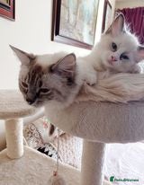 Ragdoll cats Ragdoll kittens - Advert 2