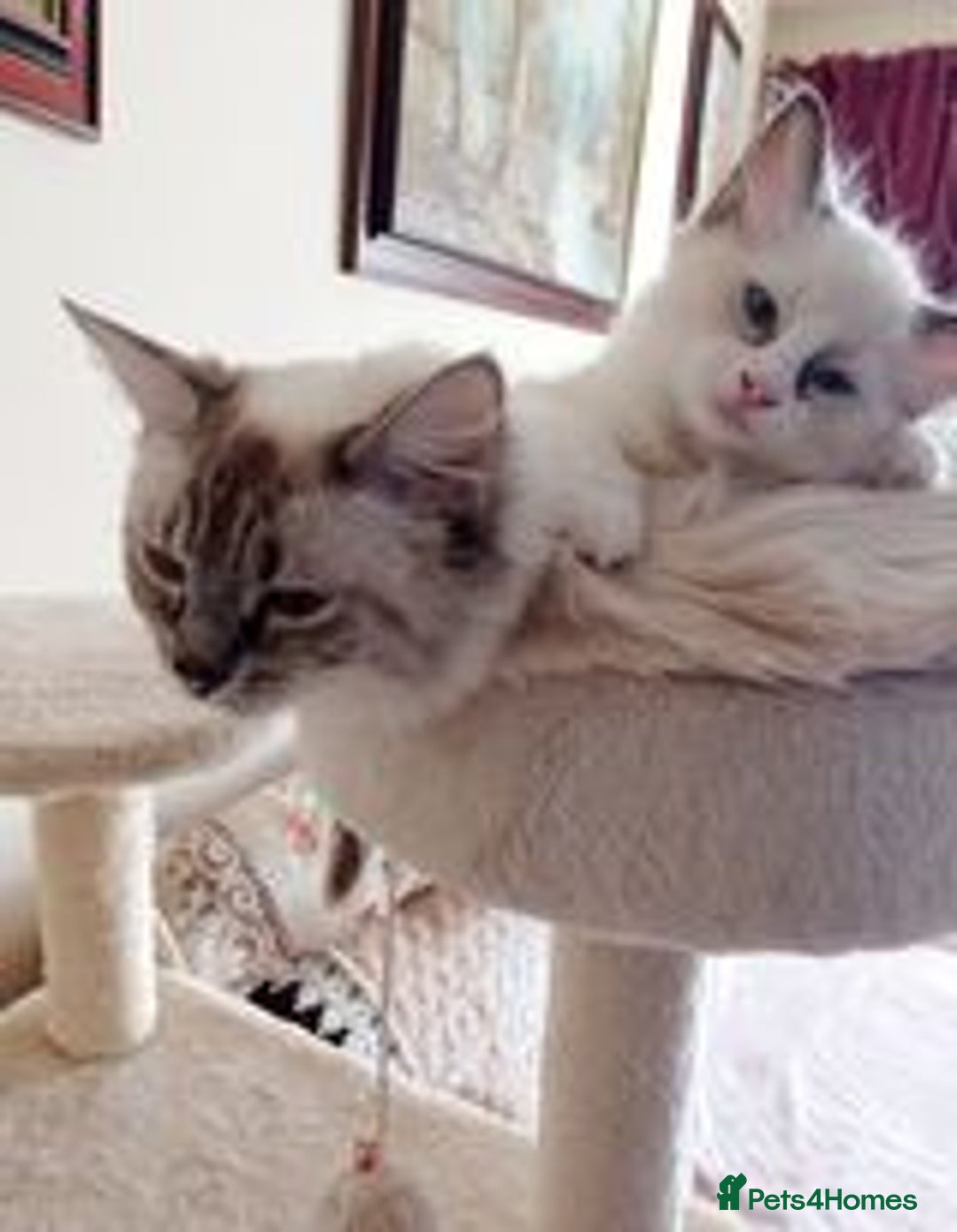 Ragdoll cats for sale: Ragdoll kittens - Advert 1