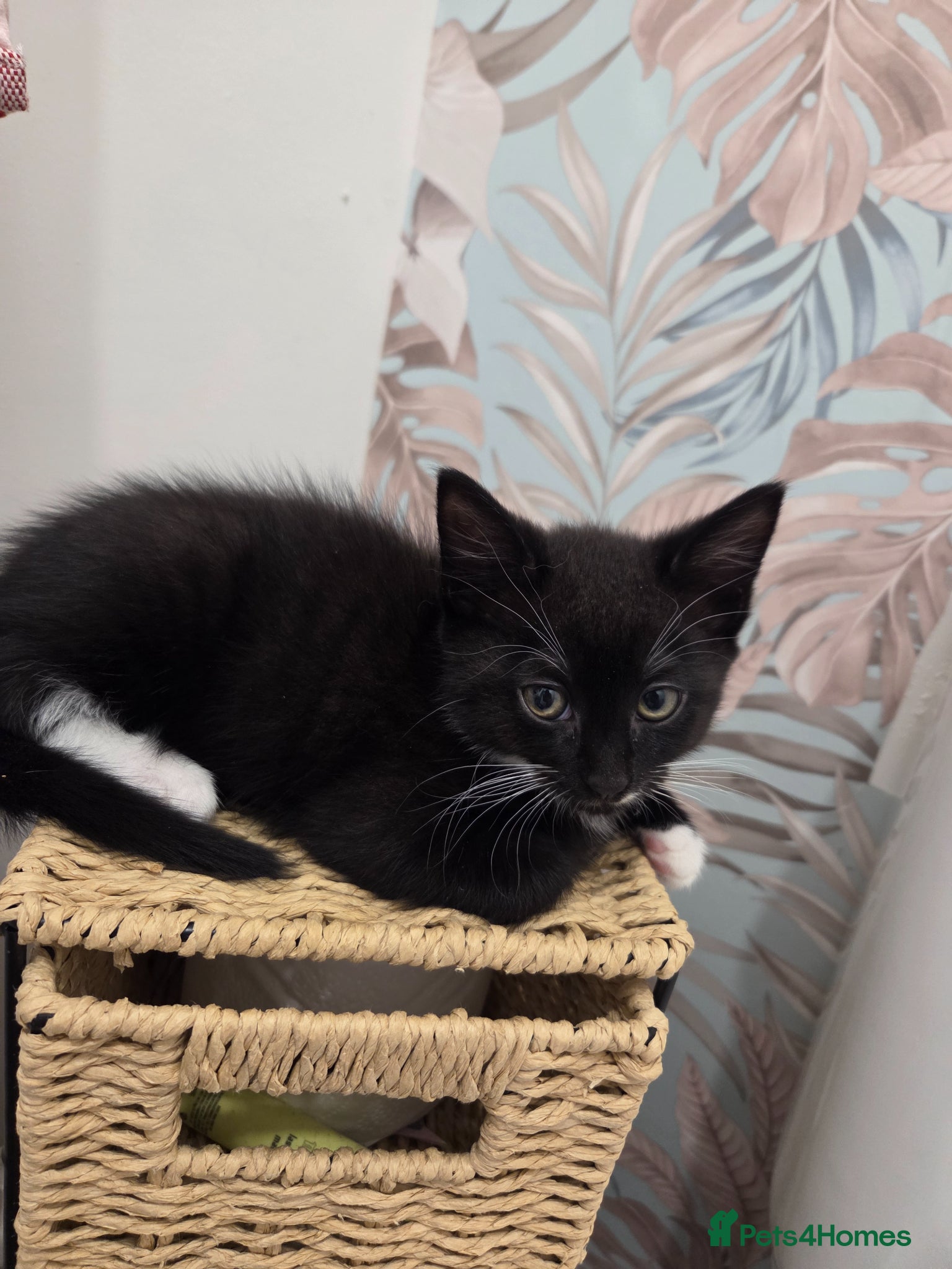 Mixed Breed cats 3 make kittens for sale £100 - Advert 5