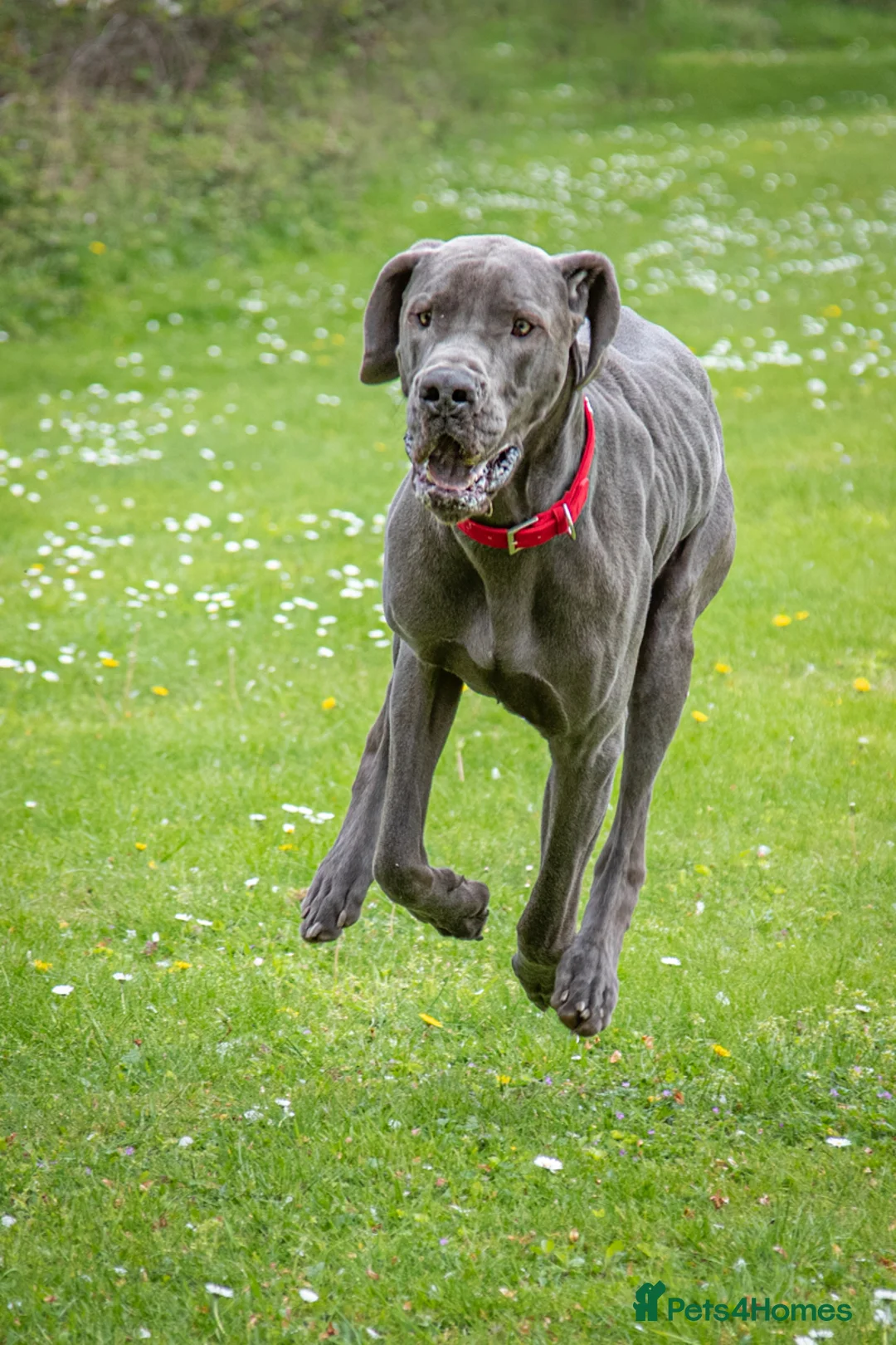 Great Dane dogs for stud: fully health tested proven outstanding solid blue in Thetford - Advert 10