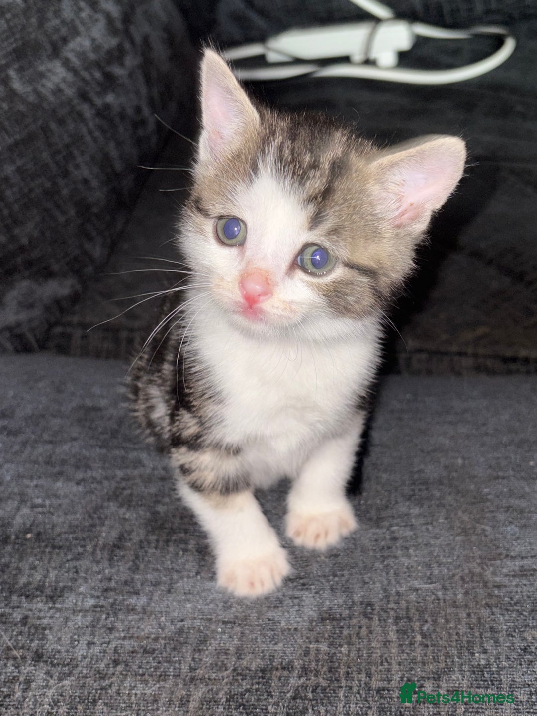 American Shorthair cats for sale: American shorthair x Turkish van kittens  - Image 21