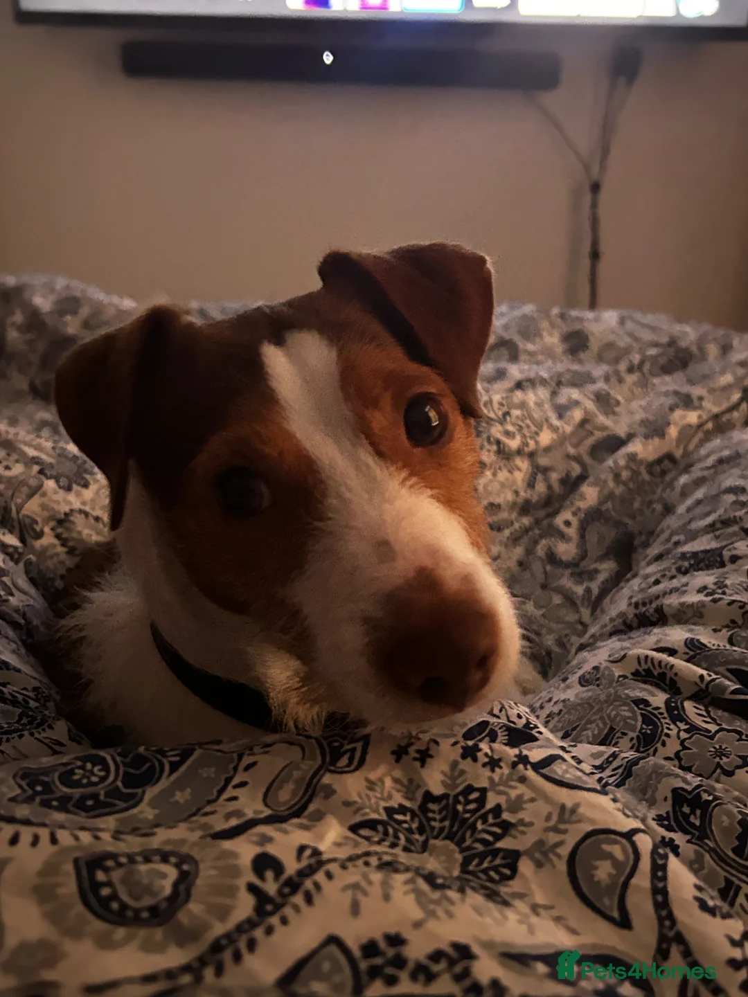 Jack Russell dogs for sale: “JACK” MALE JACK RUSSELL - Advert 5