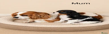 Cavalier King Charles Spaniel Puppy 5