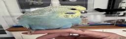 Budgerigars birds for sale: VERY RARE Baby Exhibition Budgie - Advert 3