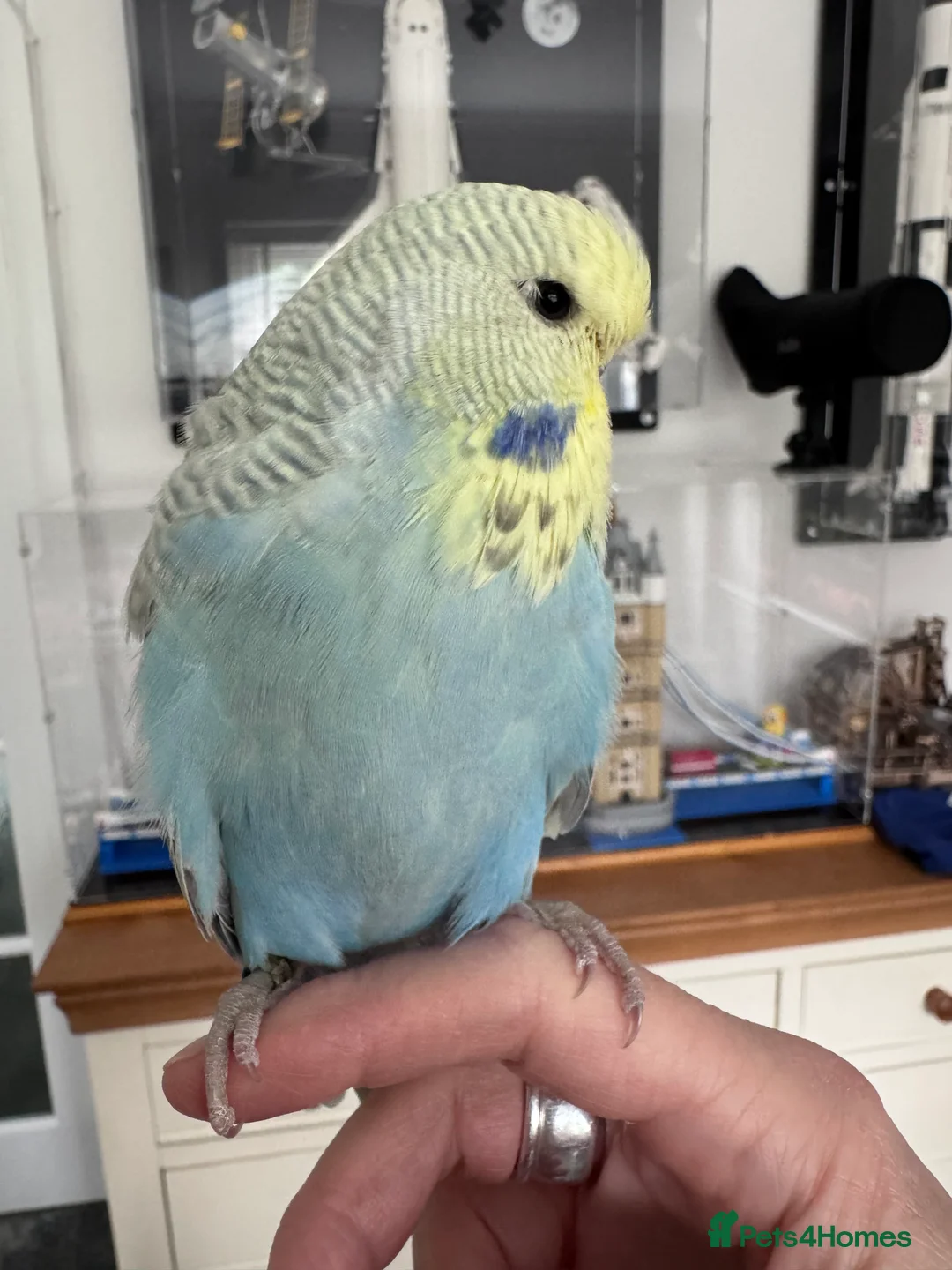 Budgerigars birds for sale: VERY RARE Baby Exhibition Budgie - Advert 3