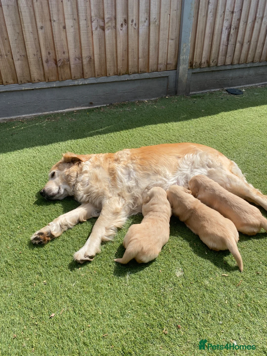 Golden Retriever dogs for sale: 5 Star ⭐️ Golden Retrievers 💙🩷🩷 - Advert 15