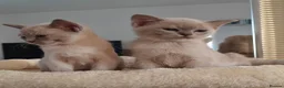 Burmese cats for sale: Reservations for a lilac burmese kittens - Advert 4