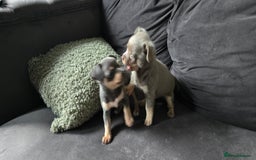 Chihuahua dogs for sale: Two males Chihuaha pups - Image 8
