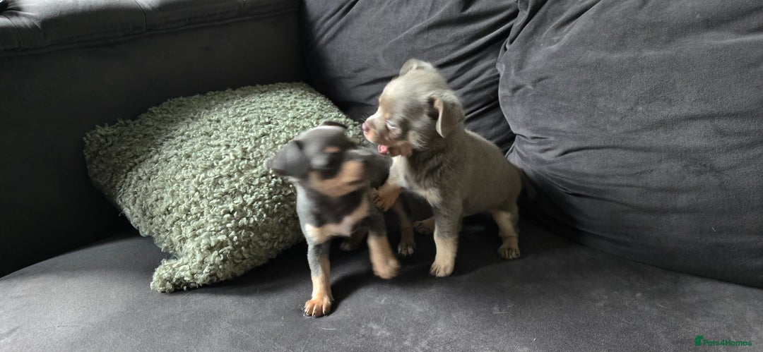 Chihuahua dogs for sale: Two males Chihuaha pups - Image 8
