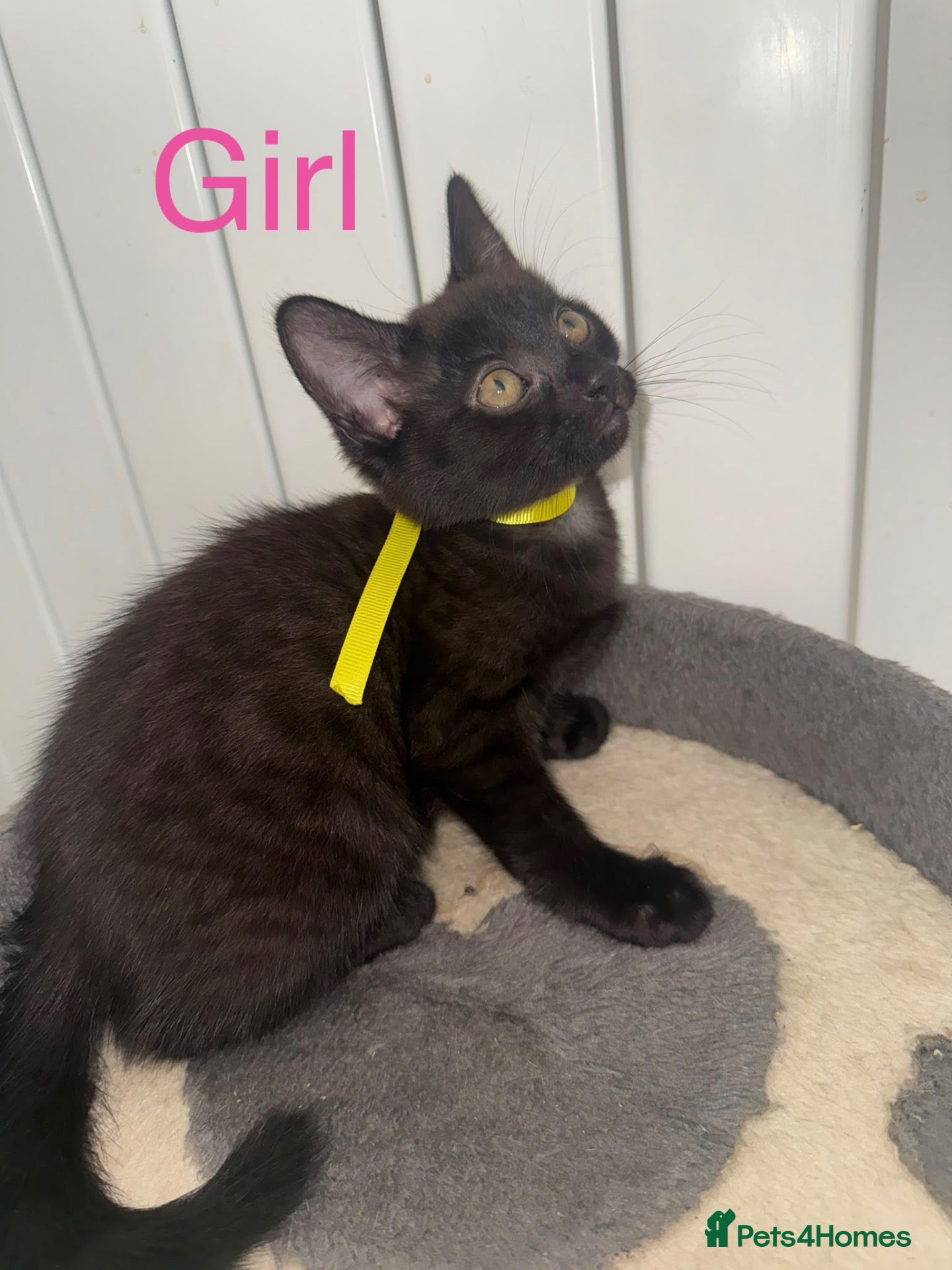 Mixed Breed cats (REDUCED) British Mix Kittens 1 Boy 1 Girl Left - Advert 4