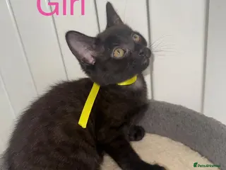 Mixed Breed cats (REDUCED) British Mix Kittens 1 Boy 1 Girl Left - Advert 4