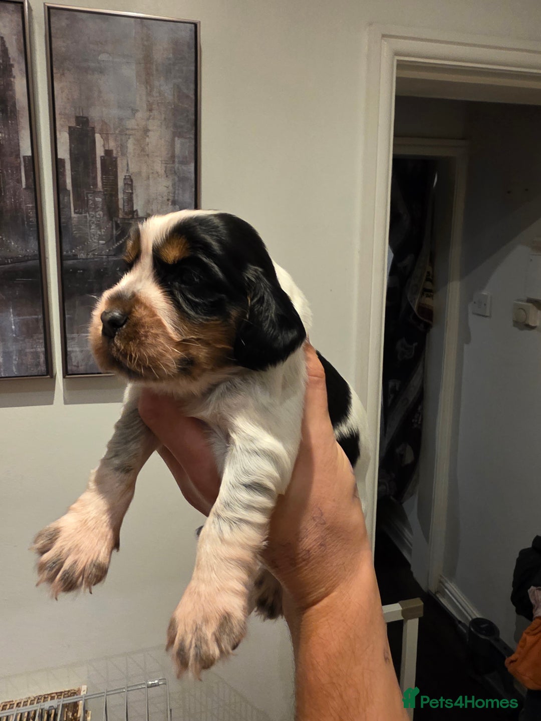 Cocker Spaniel dogs for sale: Kc registered mixed litter - Image 12