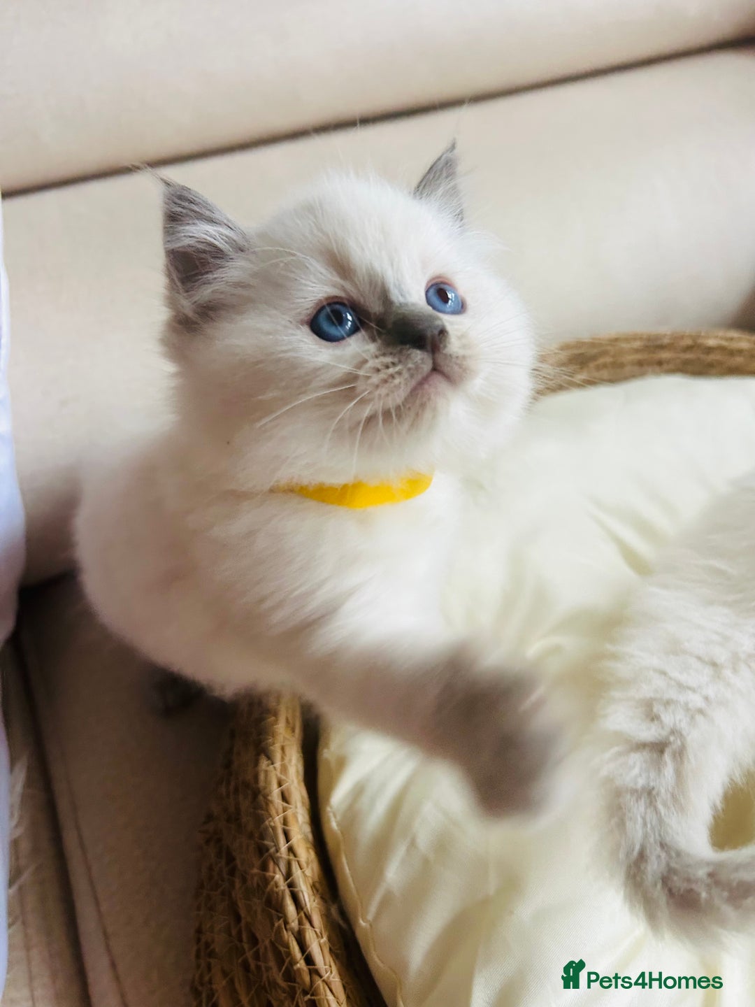 Ragdoll cats for sale: Ragdoll kittens  - Image 11