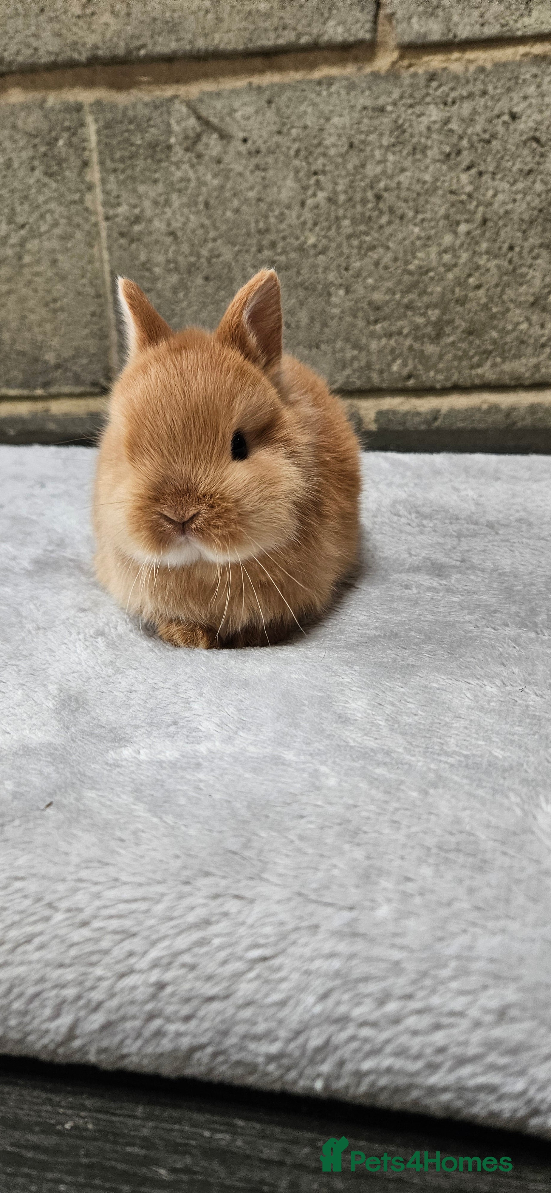 Netherland Dwarf rabbits Netherland Dwarf Orange Bucks 🍊 🐰 - Advert 1