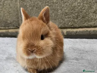 Netherland Dwarf rabbits Netherland Dwarf Orange Bucks 🍊 🐰 - Advert 1