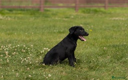 Borador dogs for sale: 🐶 Labrador x Border Collie Puppies – Ready Now!  - Image 7