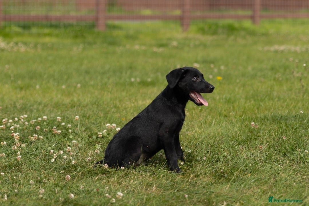 Borador dogs for sale: 🐶 Labrador x Border Collie Puppies – Ready Now!  - Image 7