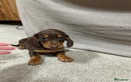 Miniature Dachshund dogs for sale: Stunning pure miniature dachshunds - Image 11