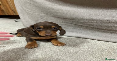 Miniature Dachshund dogs - Advert 10