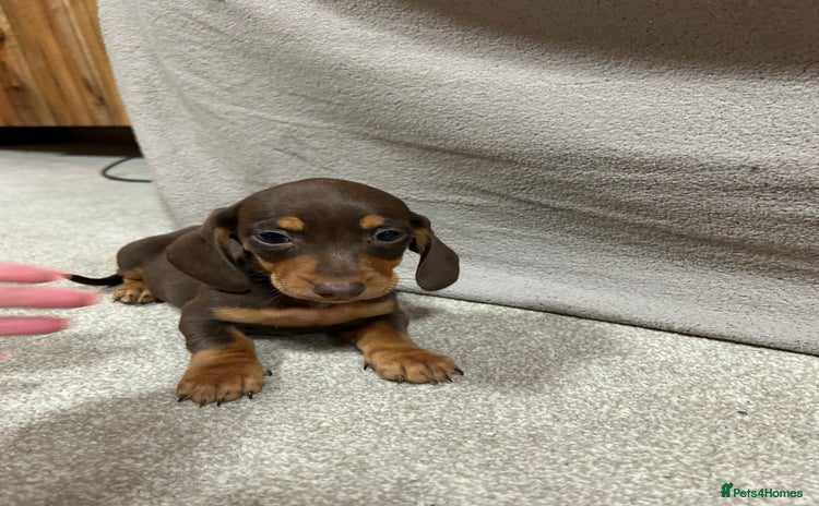 Miniature Dachshund dogs - Advert 9