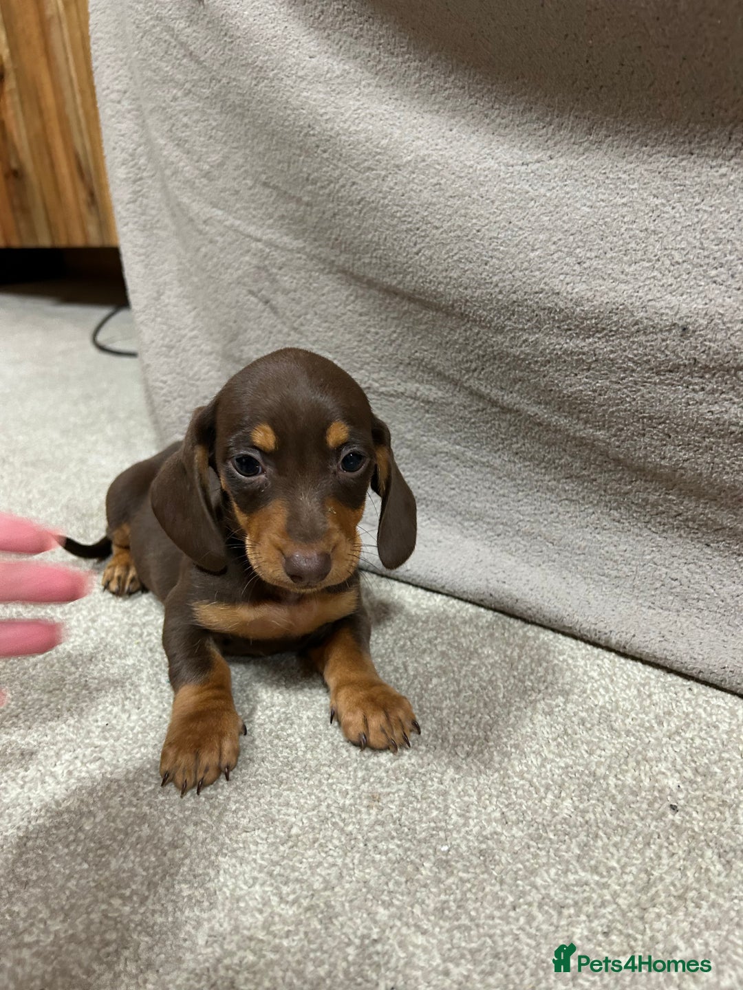 Miniature Dachshund dogs for sale: Stunning pure miniature dachshunds - Image 11