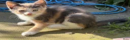 Mixed Breed cats for sale: Gorgeous kittens - Advert 23