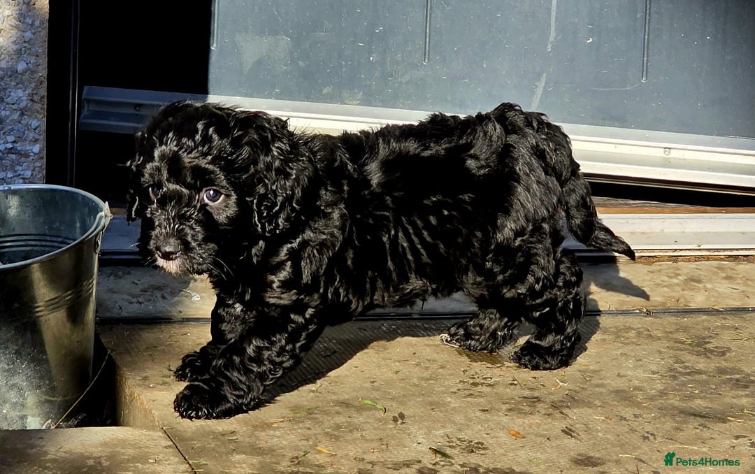Cockapoo dogs for sale: F1 Cockapoo dog pup for sale  - Image 2