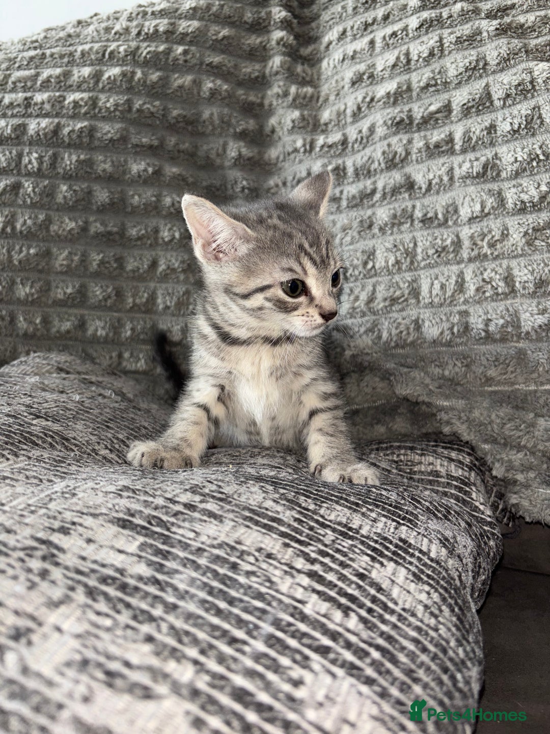Bengal cats for sale: Four beautiful baby girl kittens  - Image 5