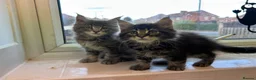 Maine Coon cats for sale: Maine coon boys - Advert 3