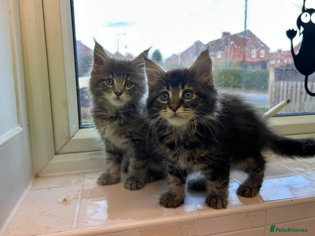 Maine Coon cats for sale: Maine coon boys - Advert 3