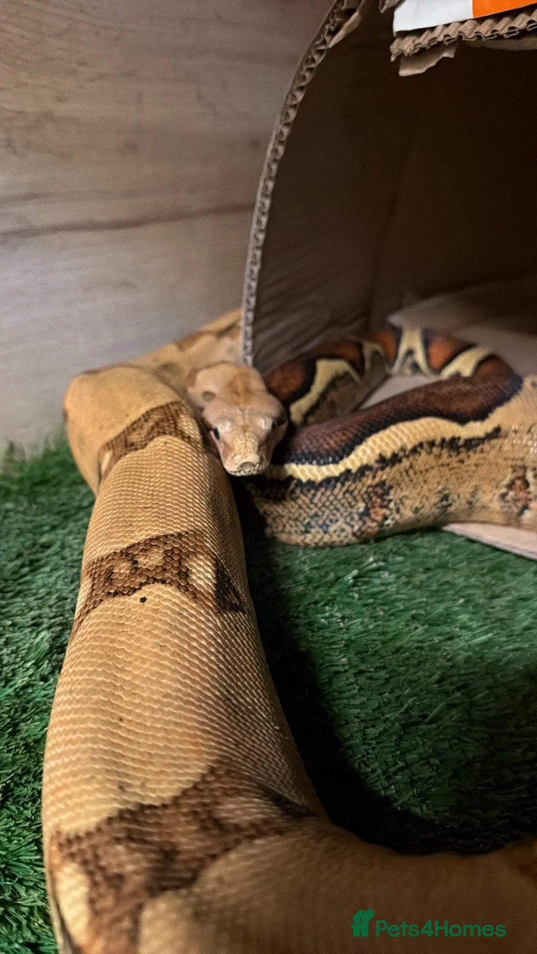 Boa Snake reptiles for sale: 2 ADULT BOAS NEED GOOD HOME/NOT LOOKING FOR MONEY in Solihull - Advert 1
