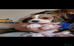 Beagle dogs for sale: Really cute beagle puppies !🐶🐶❤️ - Image 2