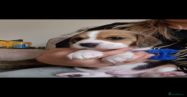 Beagle dogs - Advert 14