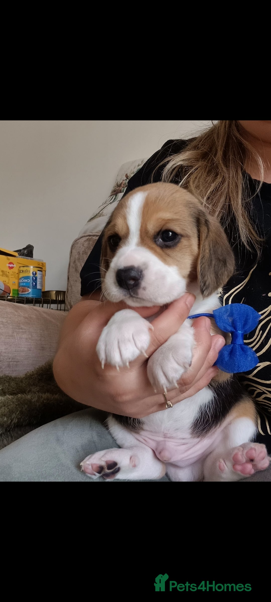 Beagle dogs for sale: Really cute beagle puppies !🐶🐶❤️ - Image 2