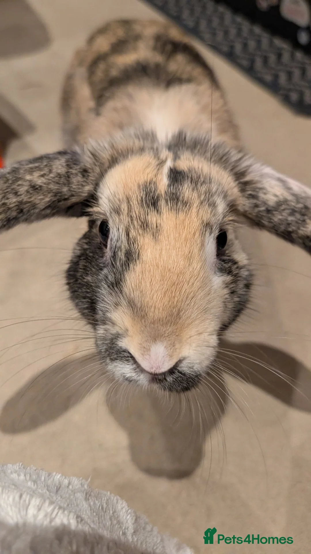 Mixed Breed rabbits for sale: 7 months old male rabbit looking for new home  in Perth - Advert 2