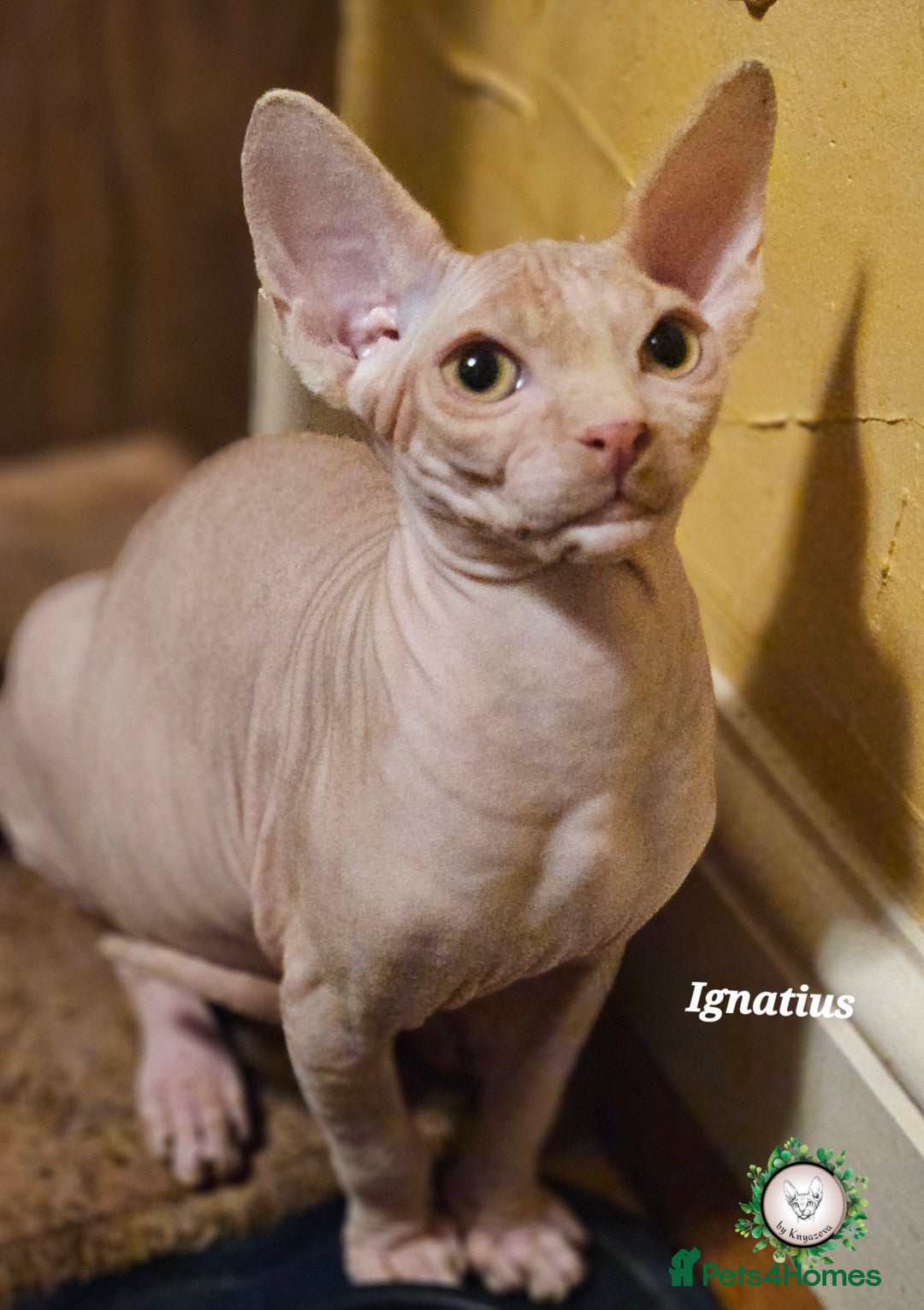 Sphynx cats for sale: Adorable Canadian Sphynx – Champion line - Advert 37
