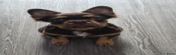 French Bulldog dogs for sale: Kc registered fluffy French bulldog  - Advert 8