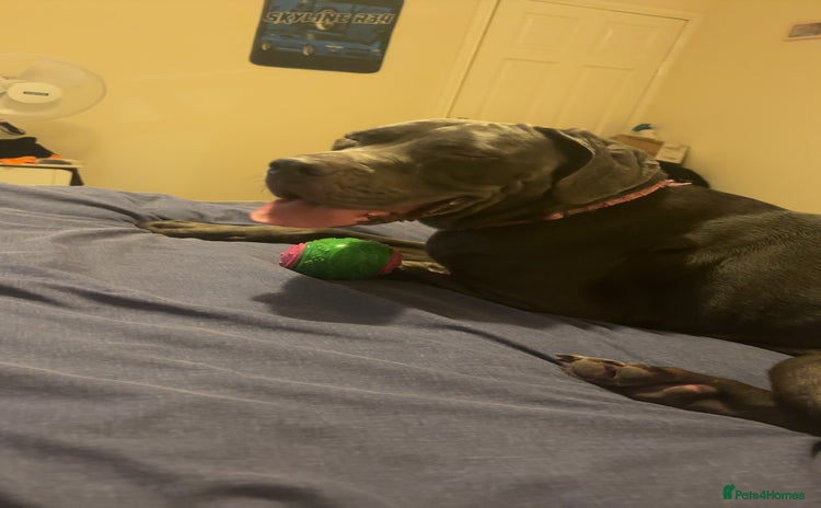 Cane Corso dogs - Advert 11