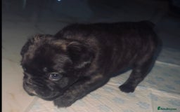 French Bulldog dogs for sale: Fluffy carriers variety of colors  - Image 6