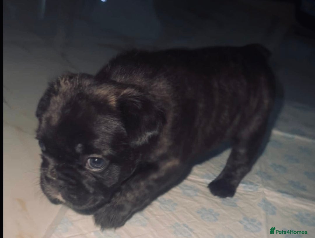 French Bulldog dogs for sale: Fluffy carriers variety of colors  - Image 6