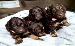 Cockapoo dogs for sale: 🤎🧡F1 Extensively Health Tested Cockapoos🧡🤎 - Image 13