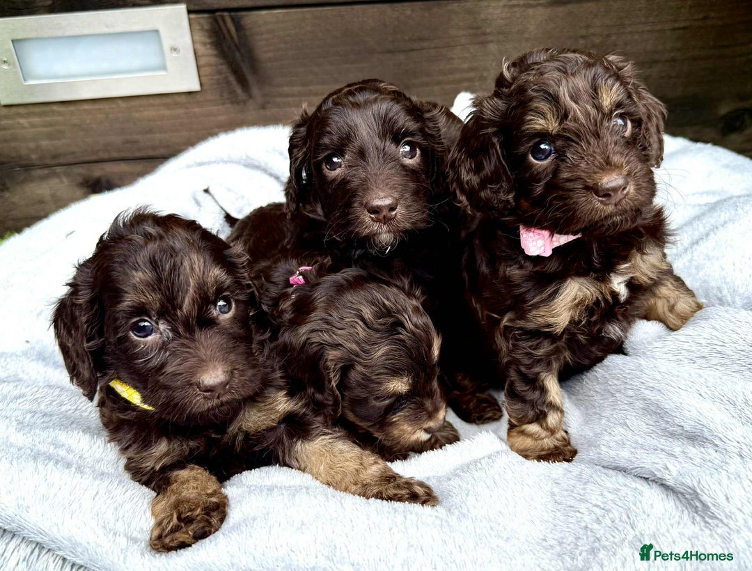Cockapoo dogs for sale: 🤎🧡F1 Extensively Health Tested Cockapoos🧡🤎 - Image 13
