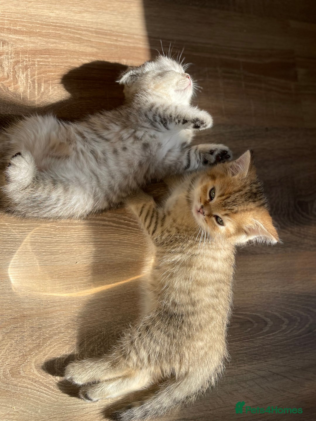 Scottish Fold cats for sale: Scotish Fold for Sale! Summer Holiday baby's! - Image 23