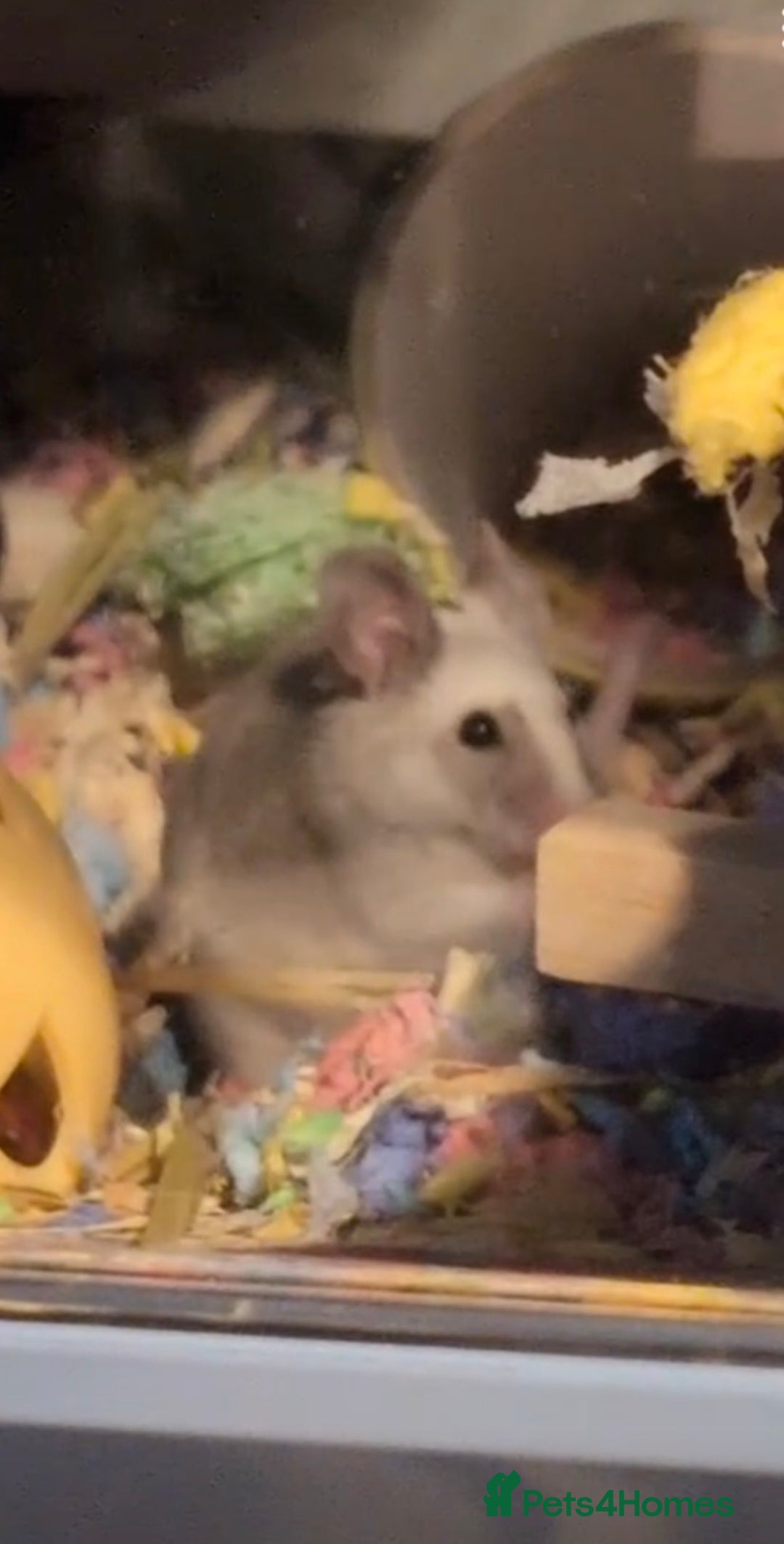 Mouse rodents for sale: Two male mice  - Advert 2